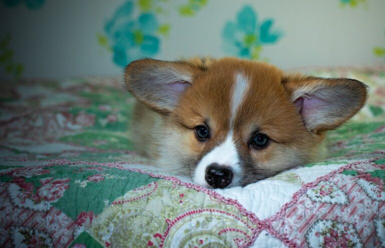 Discover 99exch: India’s Premier Platform for Forex, Books, and Sports Betting